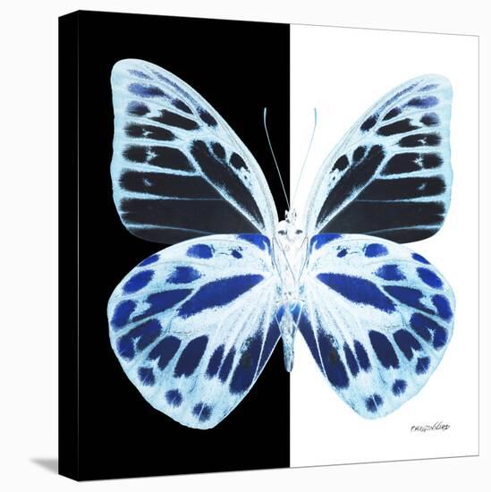 Miss Butterfly Prioneris Sq - X-Ray B&W Edition-Philippe Hugonnard-Stretched Canvas