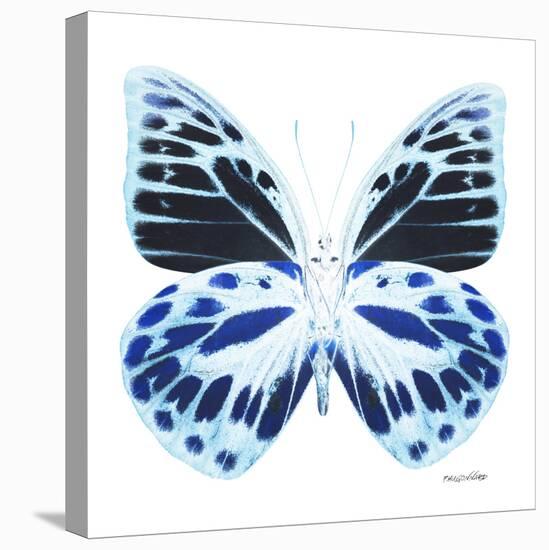 Miss Butterfly Prioneris Sq - X-Ray White Edition-Philippe Hugonnard-Stretched Canvas