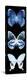 Miss Butterfly X-Ray Black Pano II-Philippe Hugonnard-Premier Image Canvas