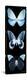 Miss Butterfly X-Ray Black Pano-Philippe Hugonnard-Premier Image Canvas