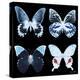 Miss Butterfly X-Ray Black Square II-Philippe Hugonnard-Stretched Canvas