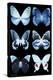 Miss Butterfly X-Ray Black-Philippe Hugonnard-Stretched Canvas