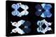 Miss Butterfly X-Ray Duo Black III-Philippe Hugonnard-Stretched Canvas