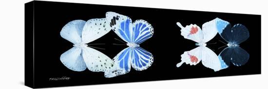 Miss Butterfly X-Ray Duo Black Pano V-Philippe Hugonnard-Stretched Canvas