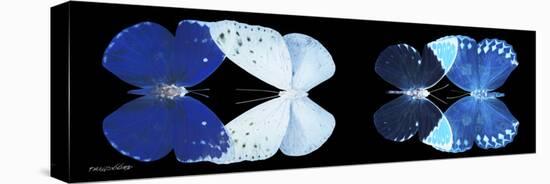 Miss Butterfly X-Ray Duo Black Pano VI-Philippe Hugonnard-Stretched Canvas