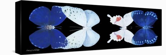 Miss Butterfly X-Ray Duo Black Pano VII-Philippe Hugonnard-Stretched Canvas