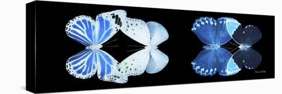 Miss Butterfly X-Ray Duo Black Pano X-Philippe Hugonnard-Stretched Canvas