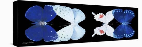 Miss Butterfly X-Ray Duo Black Pano XII-Philippe Hugonnard-Stretched Canvas