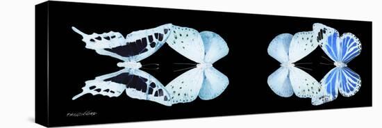 Miss Butterfly X-Ray Duo Black Pano XIII-Philippe Hugonnard-Stretched Canvas