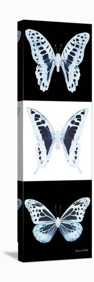 Miss Butterfly X-Ray Pano II-Philippe Hugonnard-Stretched Canvas