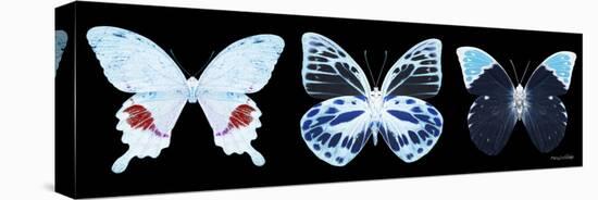 Miss Butterfly X-Ray Panoramic Black II-Philippe Hugonnard-Stretched Canvas