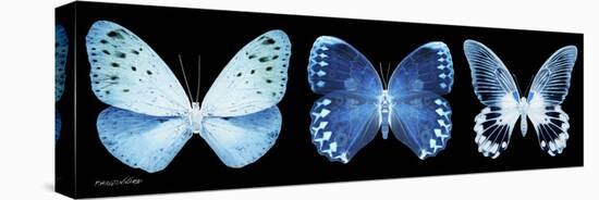 Miss Butterfly X-Ray Panoramic Black-Philippe Hugonnard-Stretched Canvas