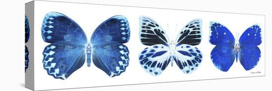 Miss Butterfly X-Ray Panoramic White II-Philippe Hugonnard-Stretched Canvas
