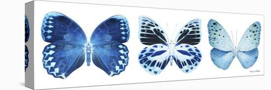 Miss Butterfly X-Ray Panoramic White III-Philippe Hugonnard-Stretched Canvas