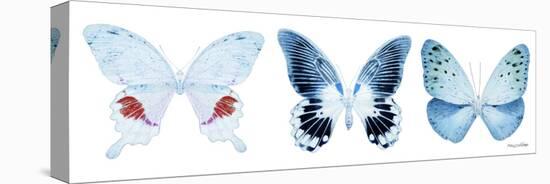 Miss Butterfly X-Ray Panoramic White-Philippe Hugonnard-Stretched Canvas