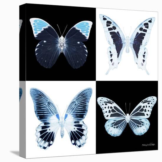 Miss Butterfly X-Ray Square II-Philippe Hugonnard-Stretched Canvas