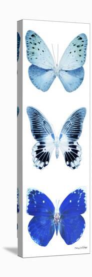 Miss Butterfly X-Ray White Pano II-Philippe Hugonnard-Stretched Canvas