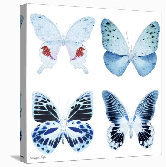 Miss Butterfly X-Ray White Square-Philippe Hugonnard-Stretched Canvas