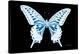 Miss Butterfly Xuthus - X Ray Black Edition-Philippe Hugonnard-Stretched Canvas