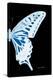 Miss Butterfly Xuthus - X Ray Right Black Edition-Philippe Hugonnard-Premier Image Canvas