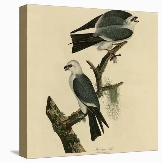 Mississippi Kite-null-Premier Image Canvas