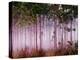 Mist Among Pine Trees at Sunrise, Everglades National Park, Florida, USA-Adam Jones-Premier Image Canvas