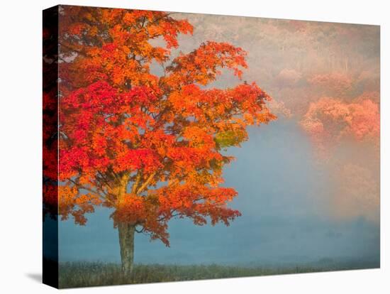 Mist and Forest in Autumn Color, Davis, West Virginia, Usa-Jay O'brien-Premier Image Canvas