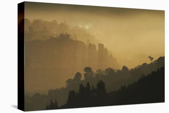 Mist and low sunlight over Dunedin Botanic Garden and Leith Valley, Dunedin, Otago, South Island-David Wall-Premier Image Canvas