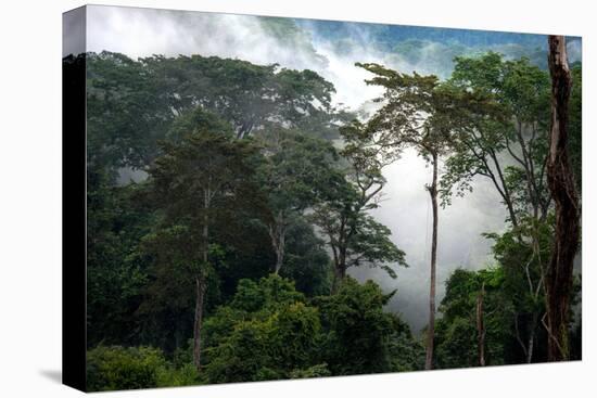 Mist through the trees in equatorial rainforest, Gabon-Sergio Hanquet-Premier Image Canvas