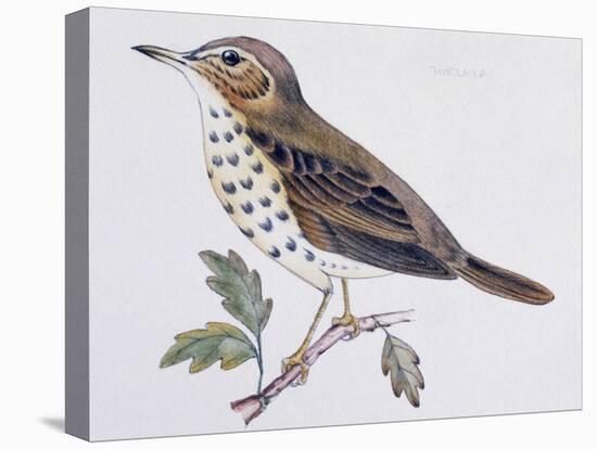 Mistle Thrush (Turdus Viscivorus), Turdidae-null-Premier Image Canvas