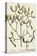 Mistletoe from A Curious Herbal, 1782-Elizabeth Blackwell-Premier Image Canvas