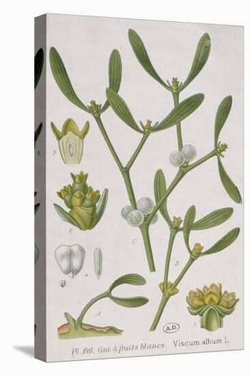 Mistletoe, from 'A Curious Herbal', Published in Nuremburg in 1757-Elizabeth Blackwell-Premier Image Canvas