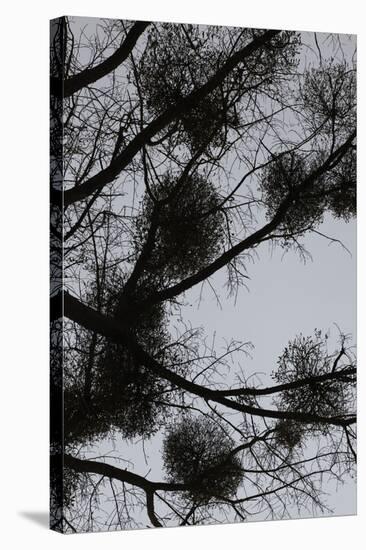 Mistletoes with branches and twigs in the back light as a silhouette on grey background-Axel Killian-Stretched Canvas