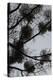 Mistletoes with branches and twigs in the back light as a silhouette on grey background-Axel Killian-Premier Image Canvas