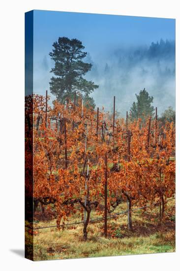 Misty Autumn Vineyard, Calistoga Napa Valley-null-Premier Image Canvas