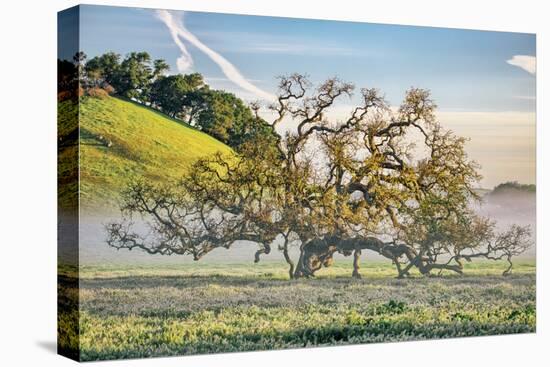 Misty Country Oak Tree, Petaluma, Sonoma County, California-Vincent James-Premier Image Canvas
