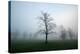 Misty Dawn, Victoria Park, Bristol, England, United Kingdom, Europe-Bill Ward-Premier Image Canvas