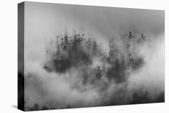 Misty forest, Paro Valley, Bhutan-Art Wolfe-Premier Image Canvas