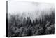 Misty Forests of Evergreen Coniferous Trees in an Ethereal Landscape with Low Laying Mist or Cloud-PlusONE-Premier Image Canvas