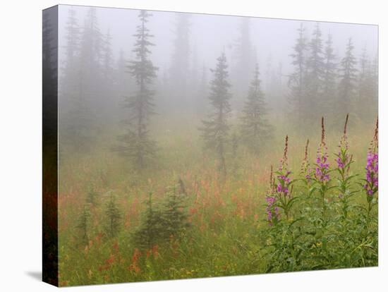 Misty Meadow Scenic, Revelstoke National Park, British Columbia, Canada-Don Paulson-Premier Image Canvas