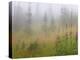 Misty Meadow Scenic, Revelstoke National Park, British Columbia, Canada-Don Paulson-Premier Image Canvas