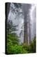 Misty Milky Redwood Tree, California Coast-Vincent James-Premier Image Canvas