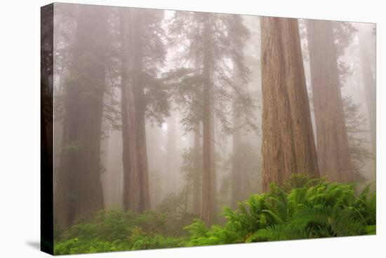 Misty Morning Redwoods at Lady Bird Johnson Grove-Vincent James-Premier Image Canvas