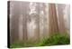 Misty Morning Redwoods at Lady Bird Johnson Grove-Vincent James-Premier Image Canvas