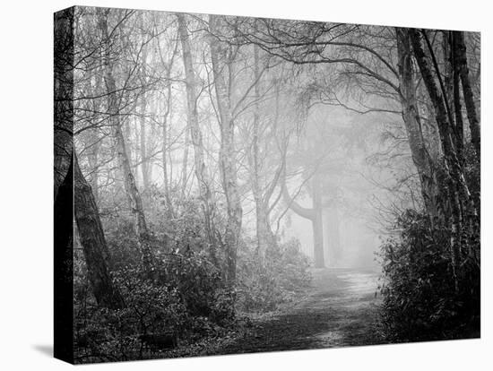 Misty Path in Black and White-Craig Roberts-Premier Image Canvas