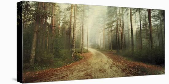 Misty Trail-Andreas Stridsberg-Stretched Canvas