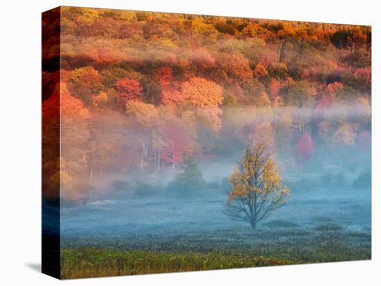 Misty Valley and Forest in Autumn, Davis, West Virginia, USA-Jay O'brien-Premier Image Canvas