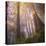 Misty Walk Into Del Norte Coast Redwoods (Square)-Vincent James-Premier Image Canvas