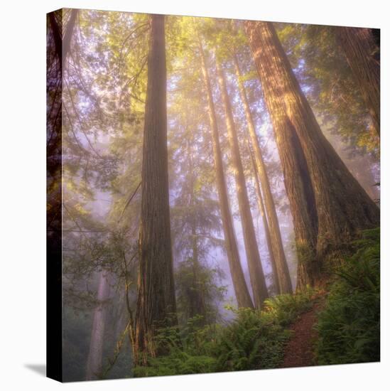 Misty Walk Into Del Norte Coast Redwoods (Square)-Vincent James-Premier Image Canvas