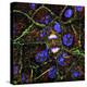 Mitosis, Fluorescence Micrograph-Science Photo Library-Premier Image Canvas